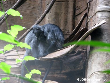 Postcard Bronx Zoo - Jungle World