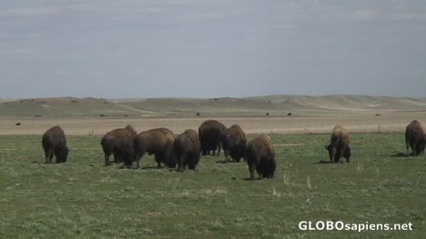 The bisons in the grassland