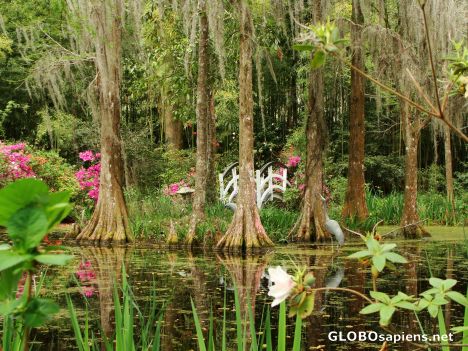 Postcard Cypress swamp 2