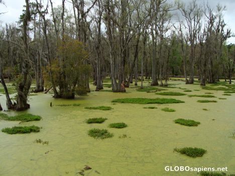 Postcard The Audubon Swamp Garden