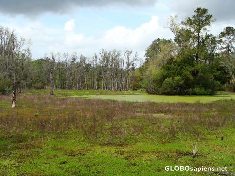 Postcard More Audubon Swamp