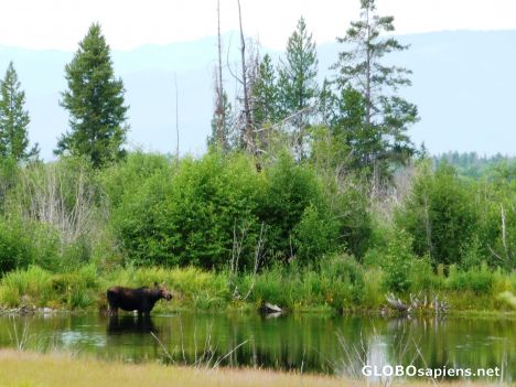 Postcard Female Moose watering in stream