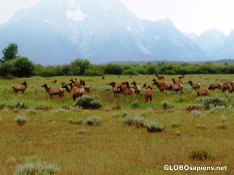 Postcard Herd of Mule Deer in Meadow