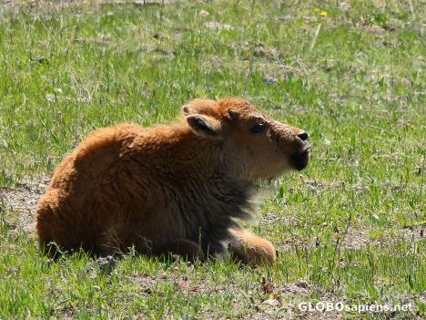 Postcard Bison calf II