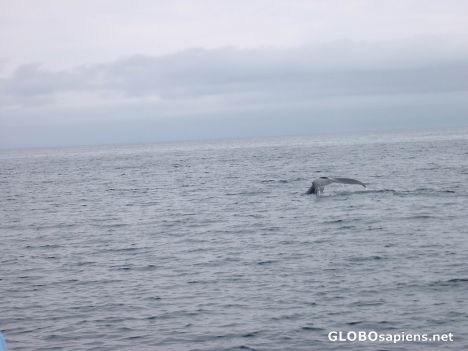 Postcard Humpback Whale / Prince William Sound