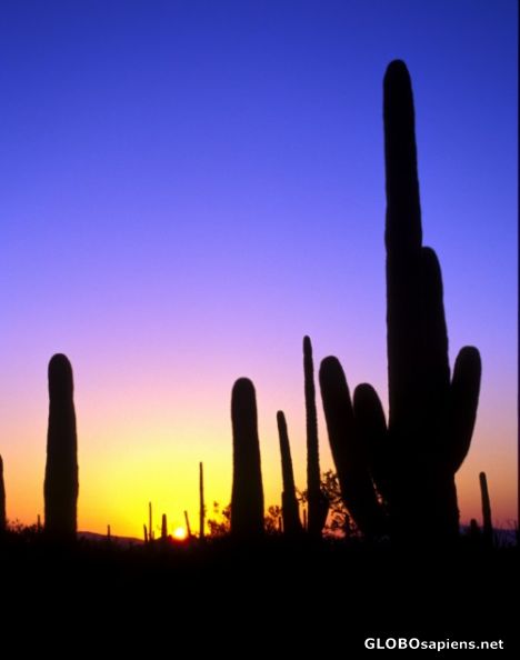Postcard Saguaro at sunset