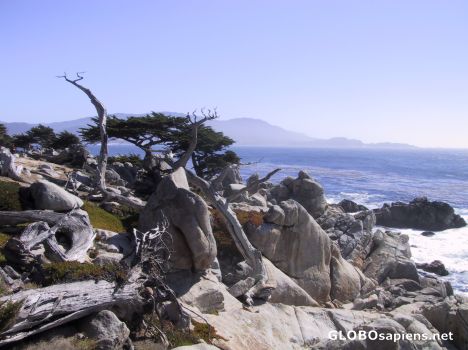 Postcard Ghost Trees at Pacific Grove with lone cypress