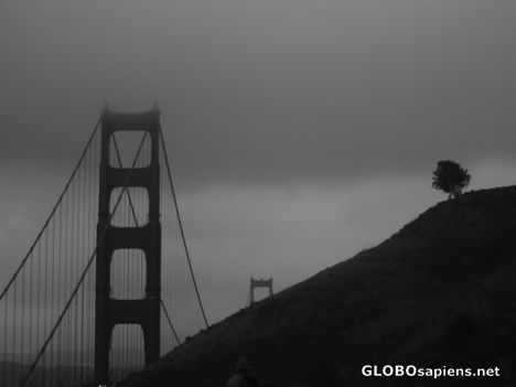 Postcard Golden Gate Bridge with lone tree