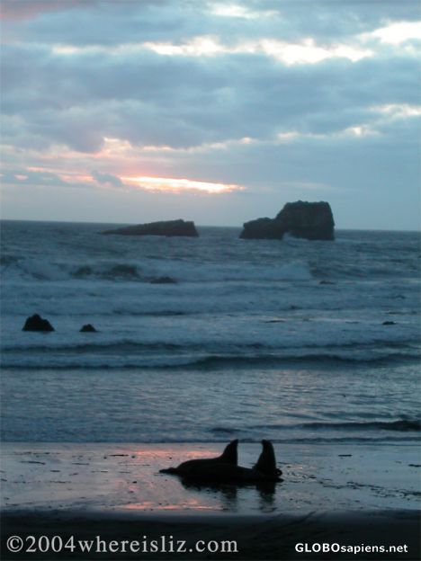 Postcard Elephant Seal Sunset