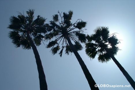 Postcard Palmtrees