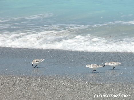 Postcard Three Shore Birds in Juno Beach Florida