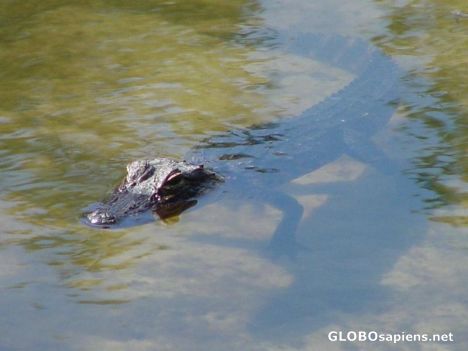 Postcard Alligator - Okeefenokee Swamp