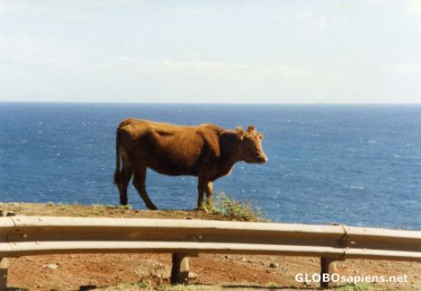 Postcard Sea cow
