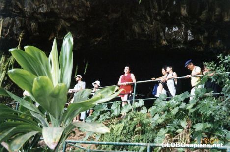 Postcard Fern Grotto