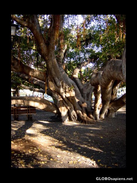 Postcard Banyan Tree, Lahaina
