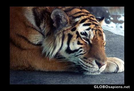 Postcard Sleeping Tiger