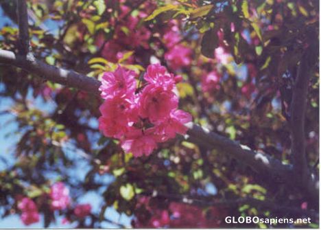 Postcard Apple Blossoms