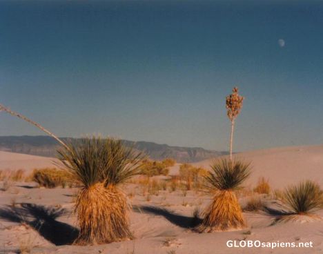 Postcard White Sands National Monument