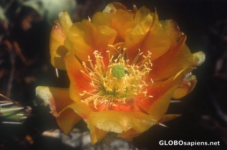 Postcard Cactus Blossom