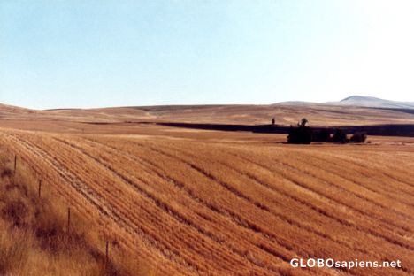 Postcard Fields of Grain