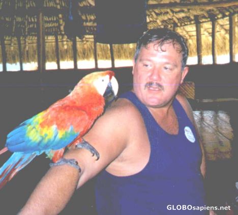 Postcard Macaw - Kavak, Venezuela