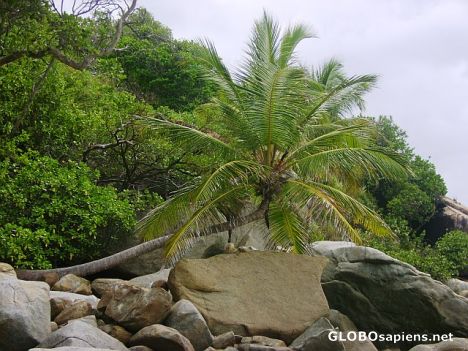 Postcard Palm and rocks on Little Bay, Tortola