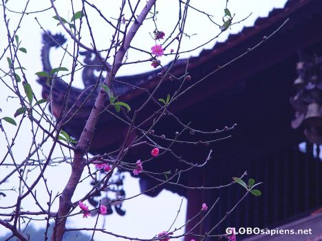 Postcard Cherry Blossom in Purfume Pagoda