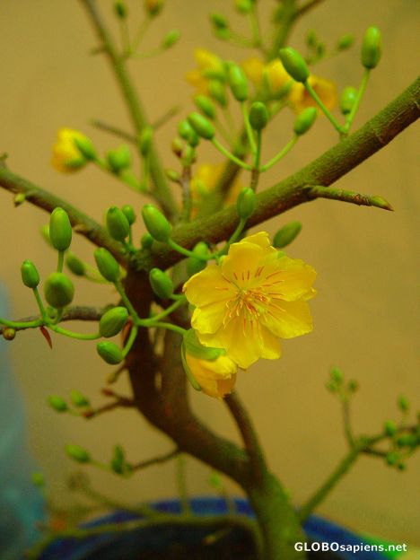Postcard Yellow Blossom
