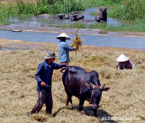 Postcard Vietnamese-Rice-&-Bullock-Farming