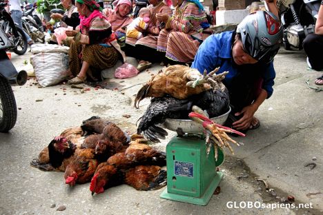 Postcard Bac Ha Sunday Market - Animal Section