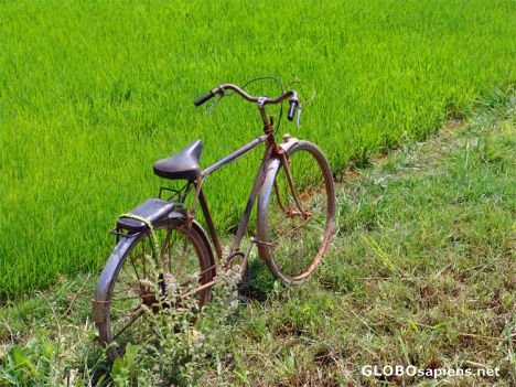 Postcard Bicycle in the Rice paddy