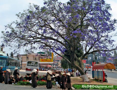 Postcard Downtown Dalat - Monks awaiting their Transport