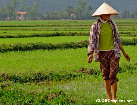 Postcard Rice-Farmer