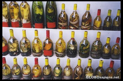 Postcard The famous Cobra Wine of the Mekong Delta.