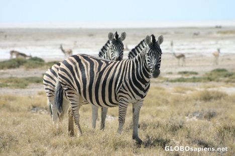 Postcard Zebras
