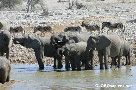 Postcard Elephants in Ethosha