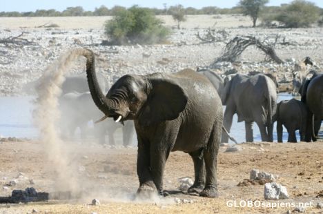 Postcard Elephant taking a sand bath
