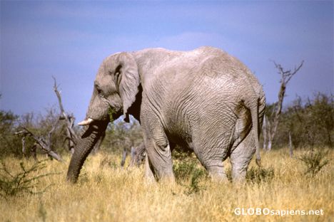 Postcard Etosha National Park - Elephant