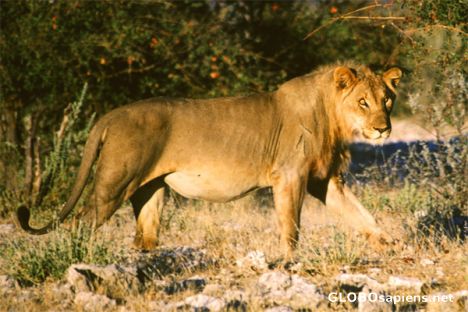 Postcard Etosha National Park - Lion