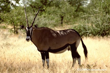 Postcard Etosha National Park - Oryx