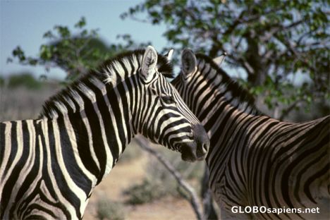 Postcard Etosha N.P. - Zebras