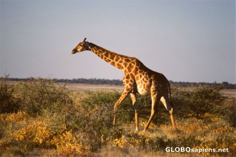 Postcard Etosha N.P. - Giraffe