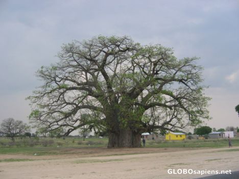 Postcard Baobab tree