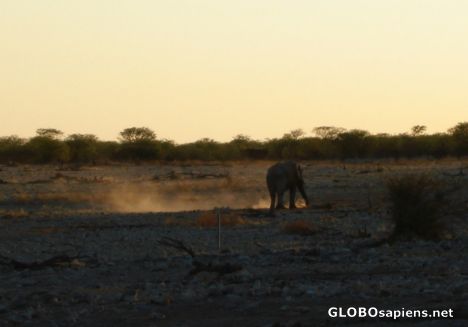Postcard Departing elephant