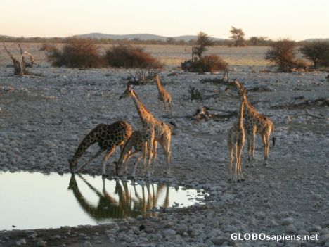Postcard More drinking giraffes