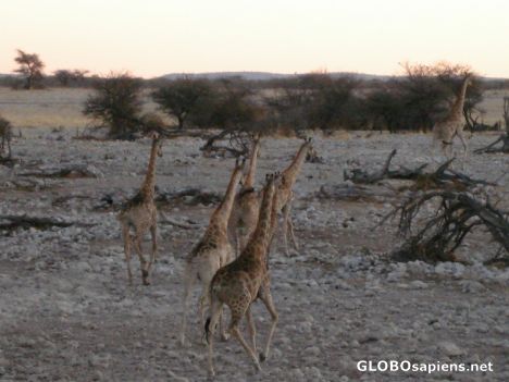 Postcard Giraffe's fleeing