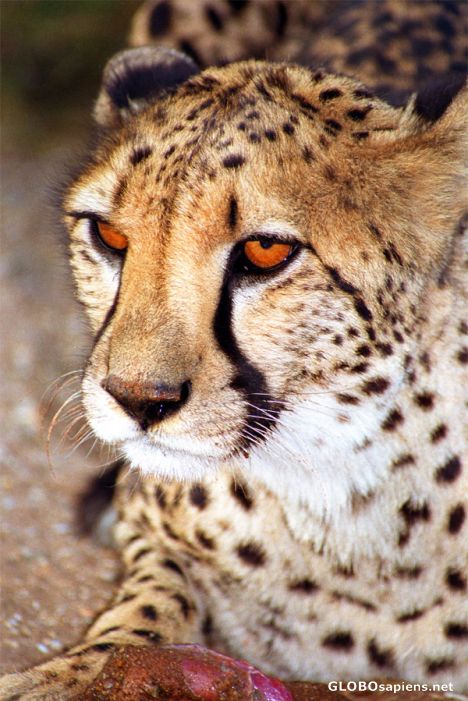 Postcard Cheetah at dinner