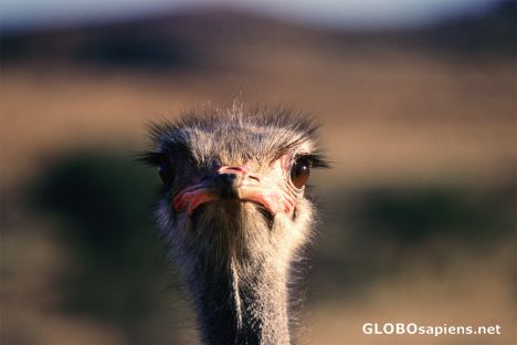 Postcard Curious ostrich