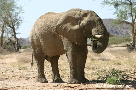 Postcard Desert elephant