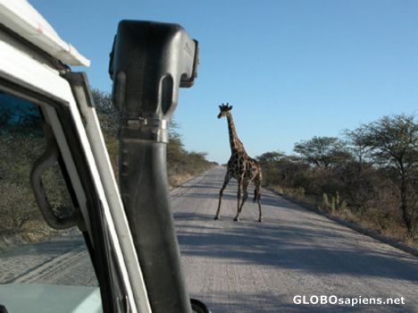 Postcard Girafe on the way.
